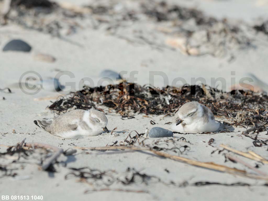 PIPL-15-AR_Piping-Plover