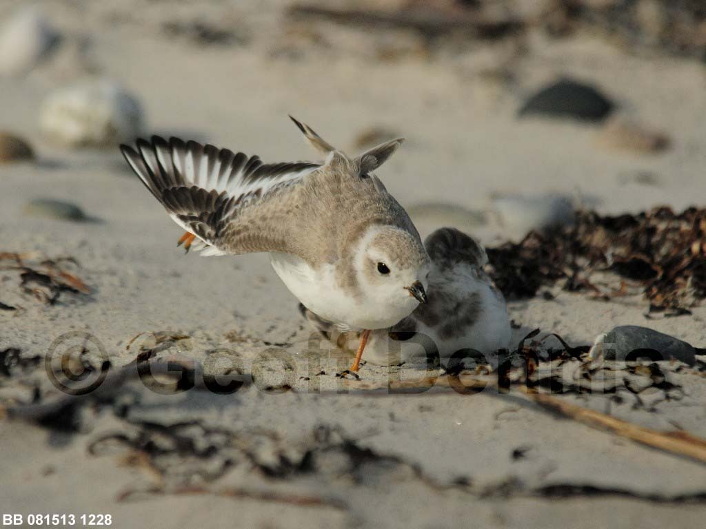 PIPL-15-AS_Piping-Plover