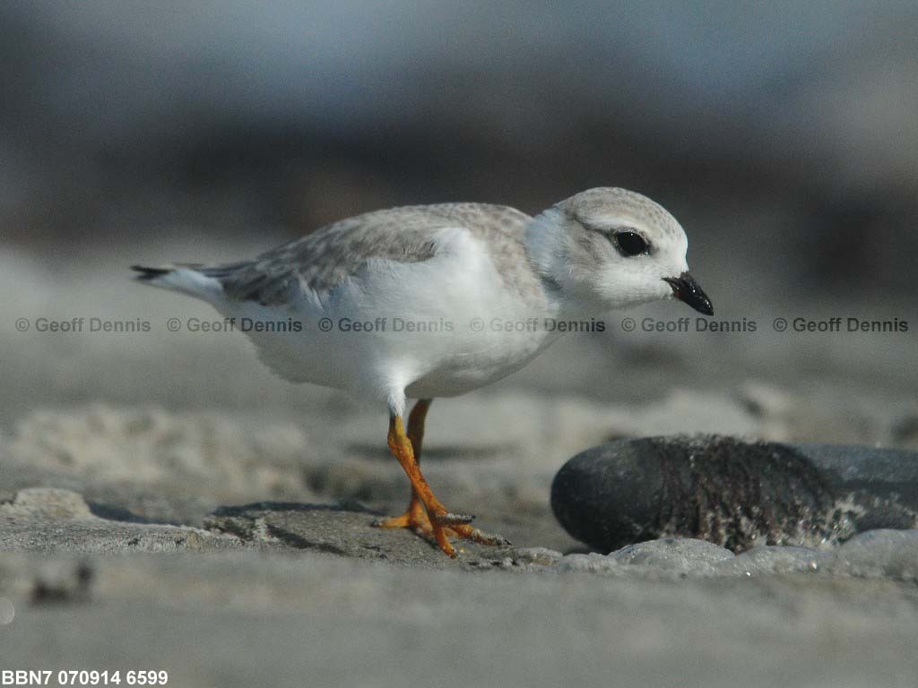 PIPL-15-AT_Piping-Plover