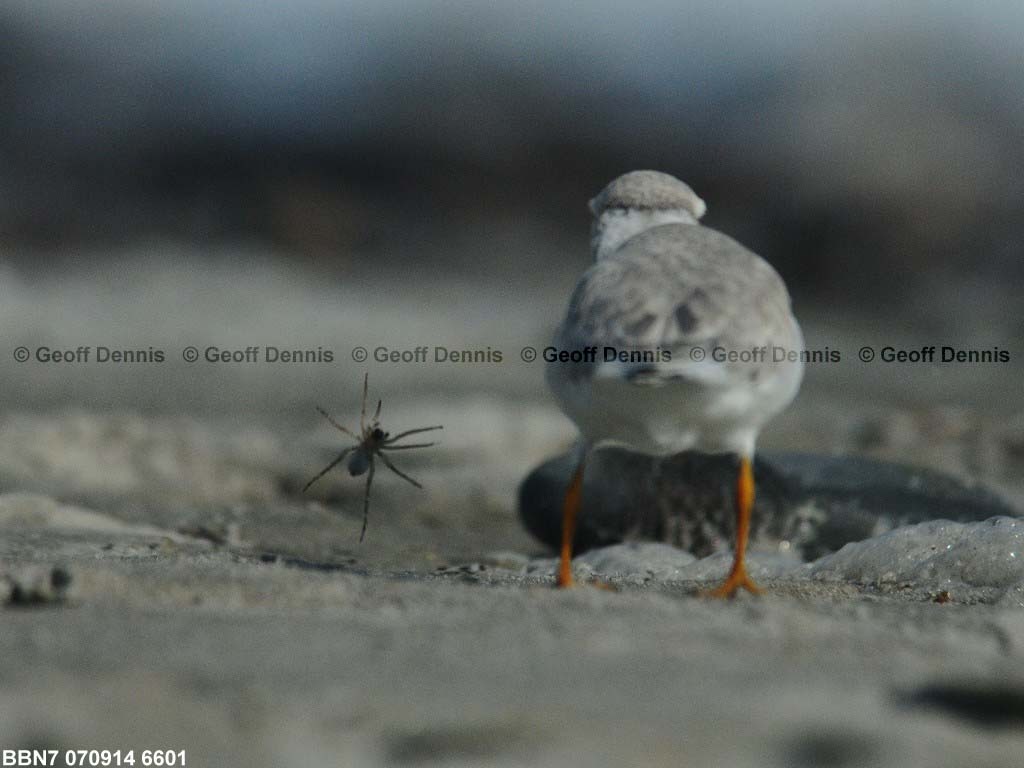 PIPL-15-AU-_Piping-Plover