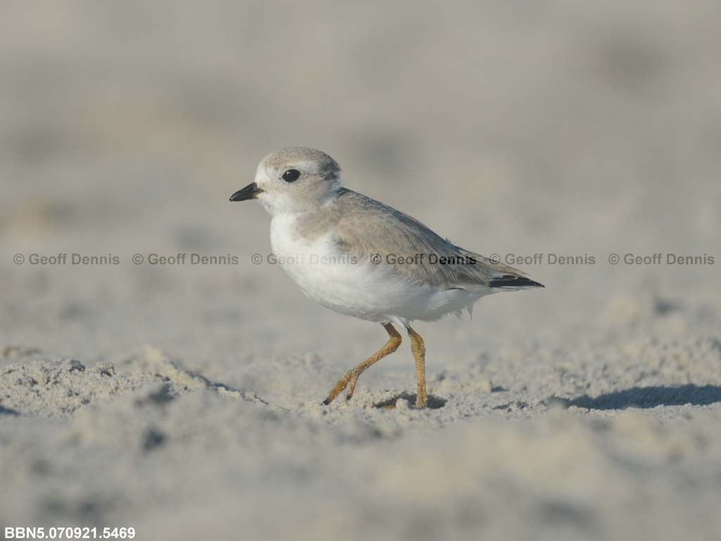 PIPL-15-AV_Piping-Plover