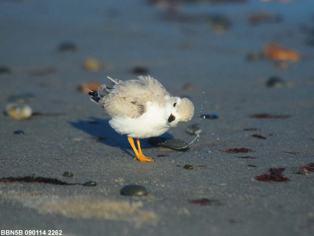PIPL-15-AW_Piping-Plover