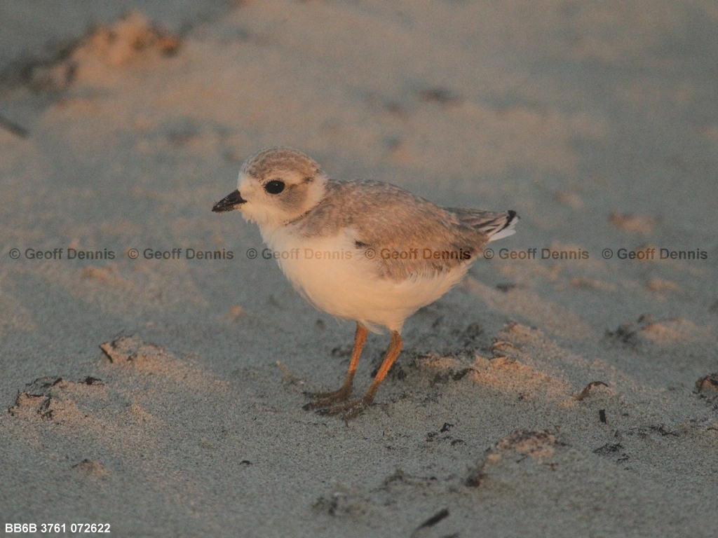 PIPL-15-AX_Piping-Plover