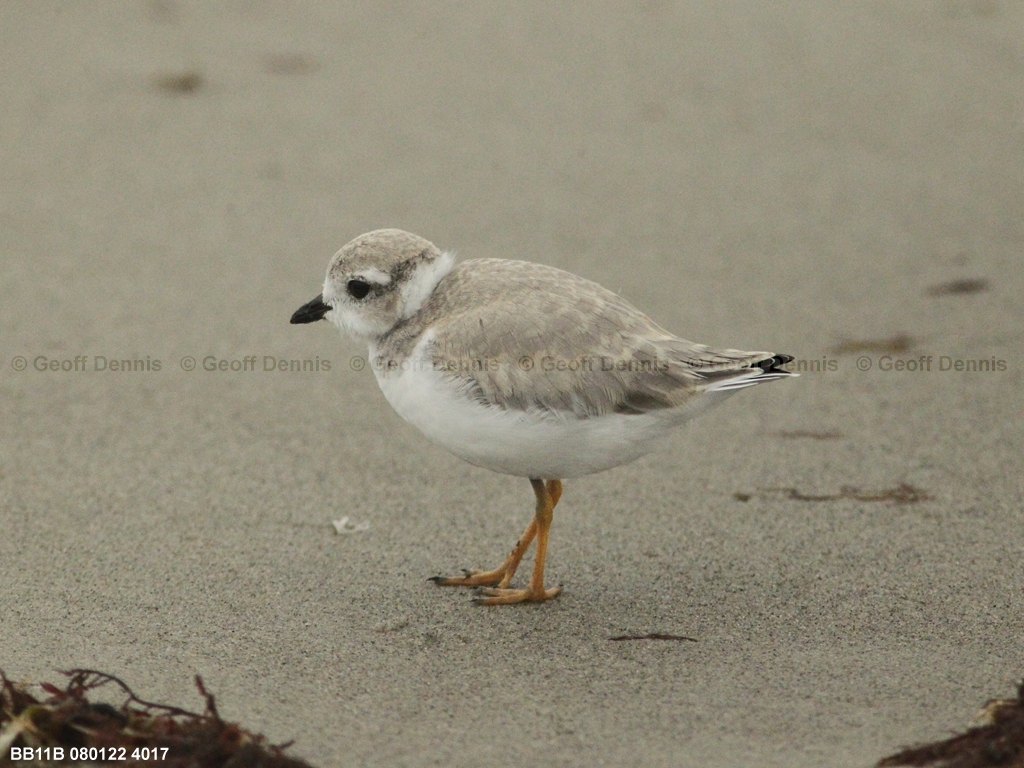 PIPL-15-AY_Piping-Plover