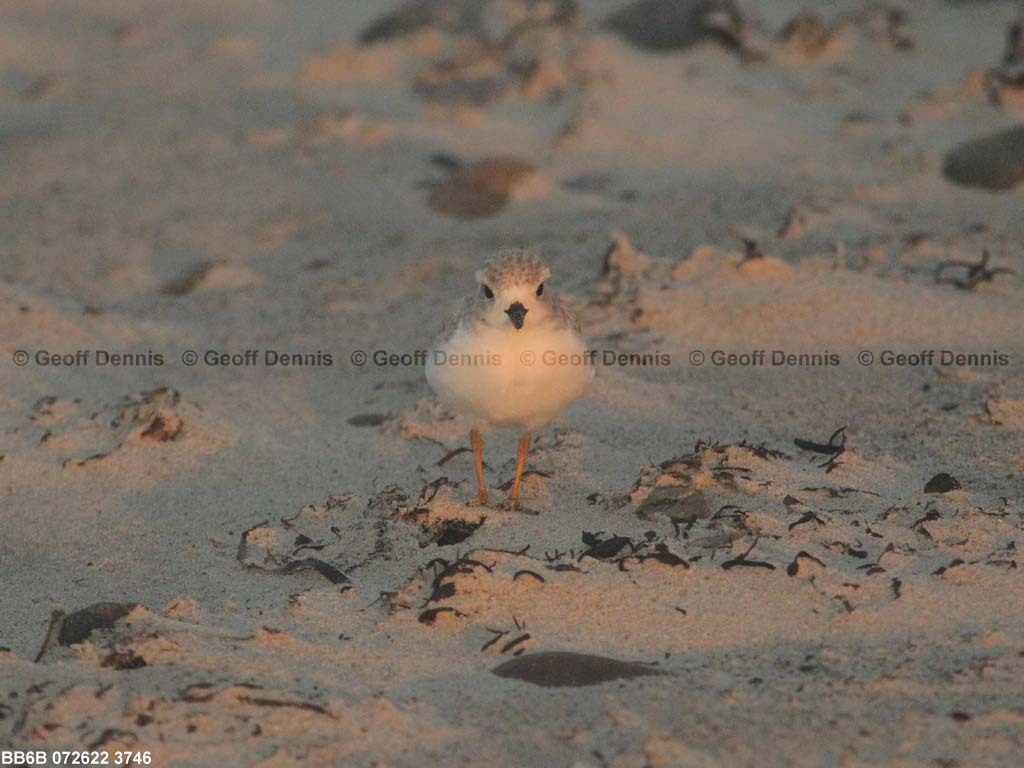 PIPL-15-AZ_Piping-Plover