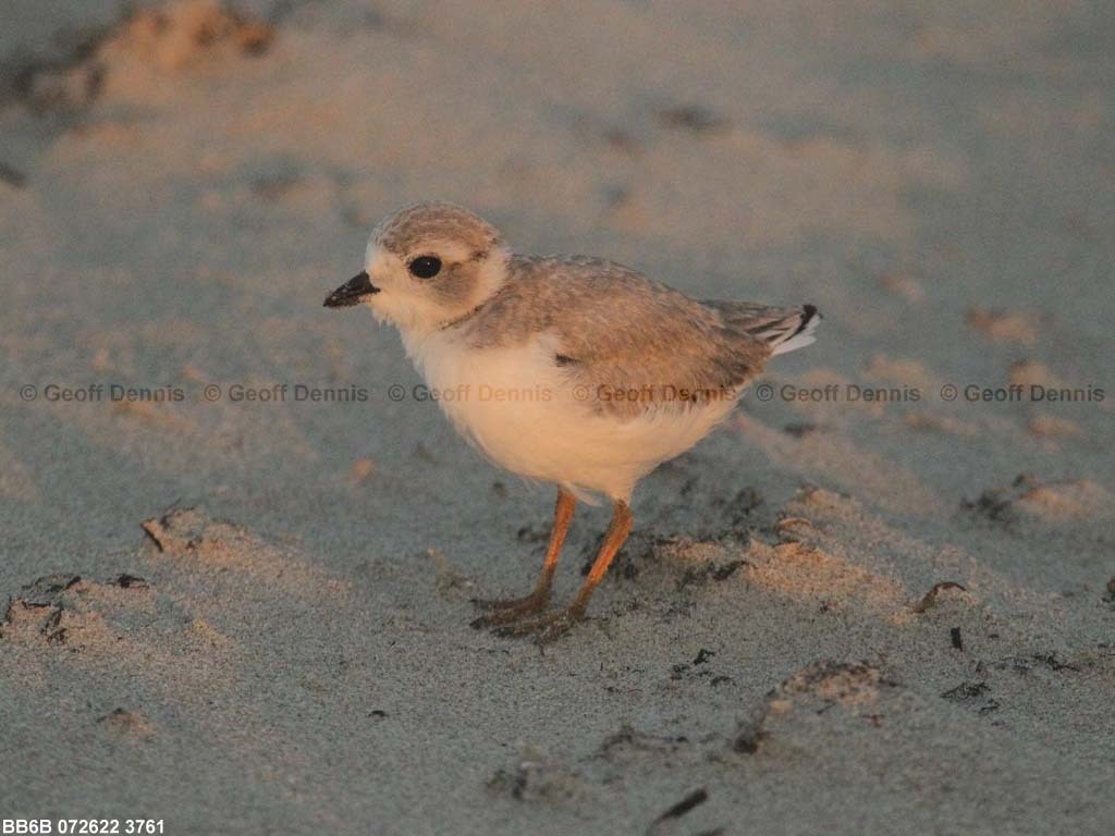 PIPL-15-BA_Piping-Plover