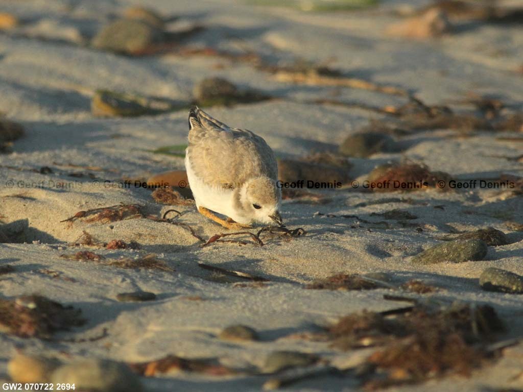 PIPL-15-BB_Piping-Plover
