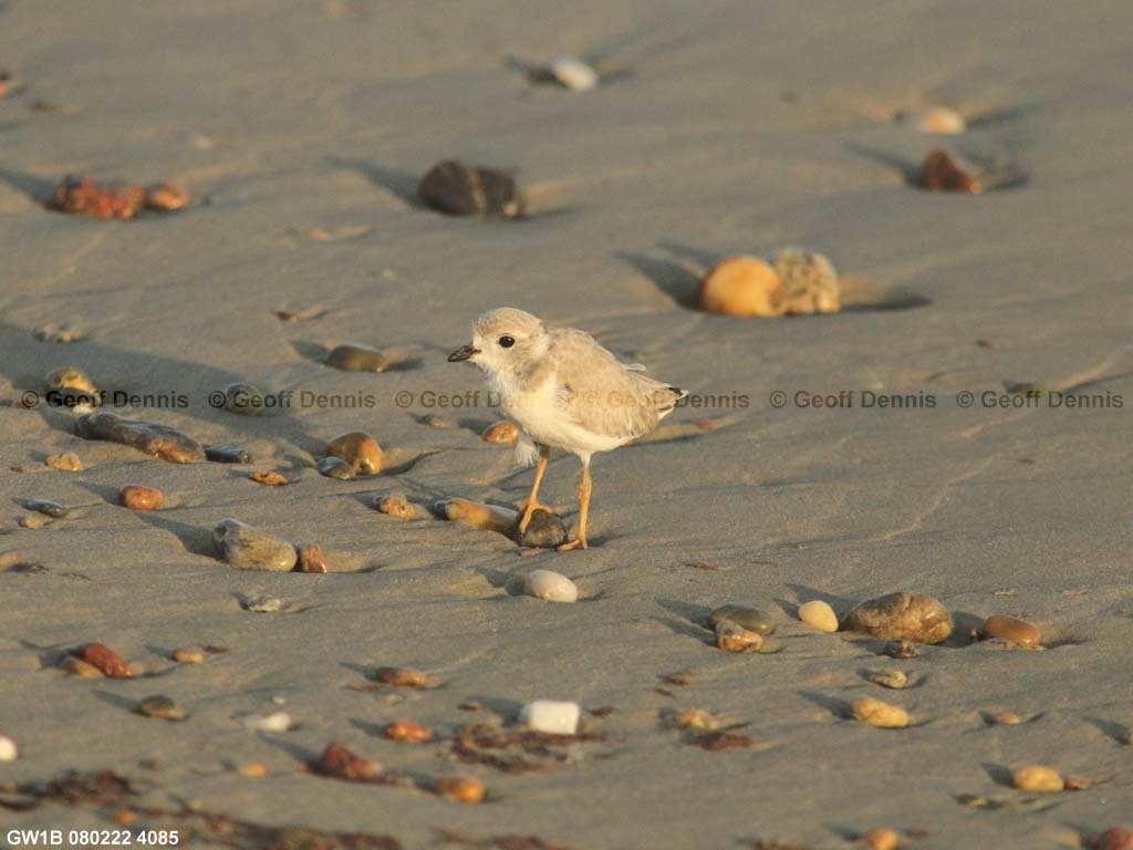 PIPL-15-BC_Piping-Plover