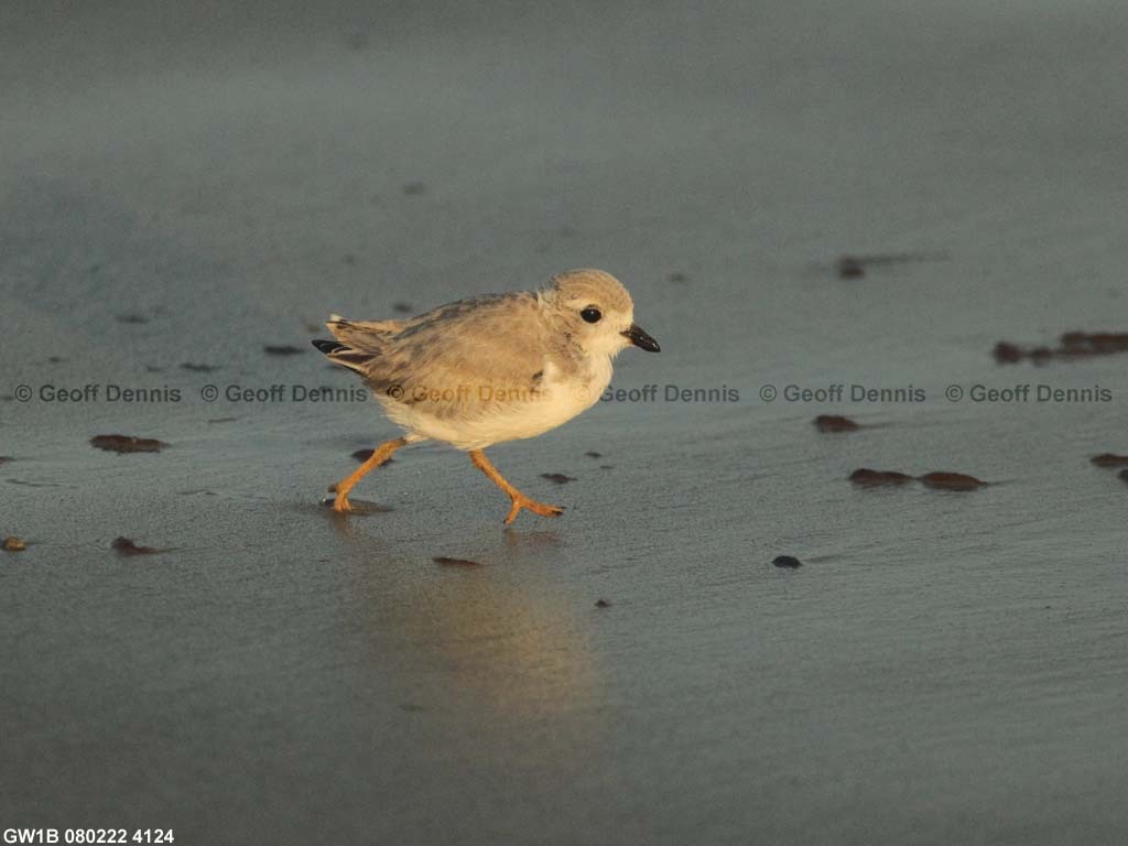 PIPL-15-BD_Piping-Plover