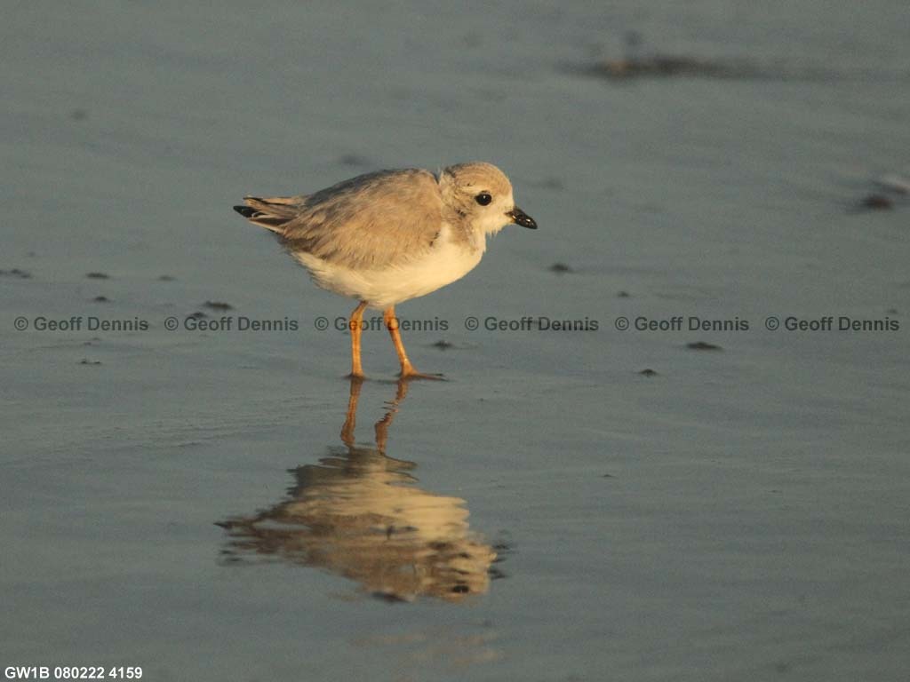 PIPL-15-BE_Piping-Plover
