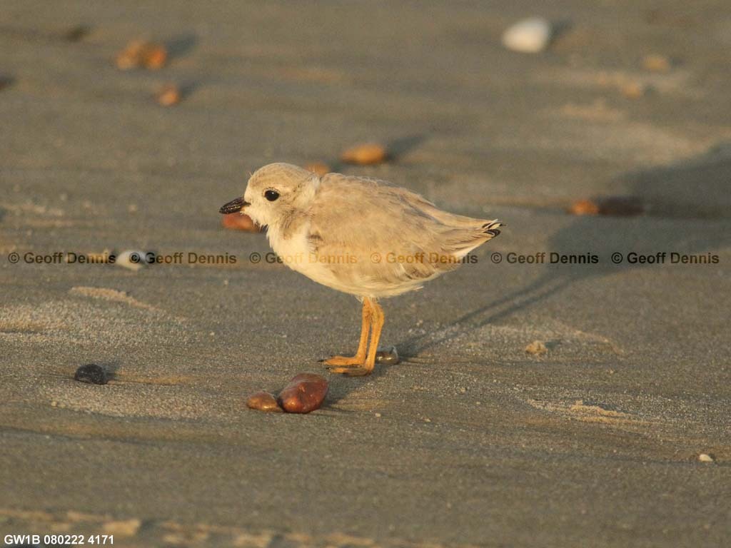 PIPL-15-BF_Piping-Plover