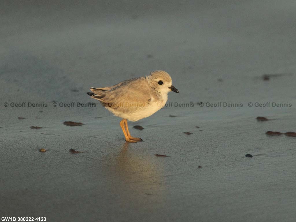 PIPL-15-BG_Piping-Plover