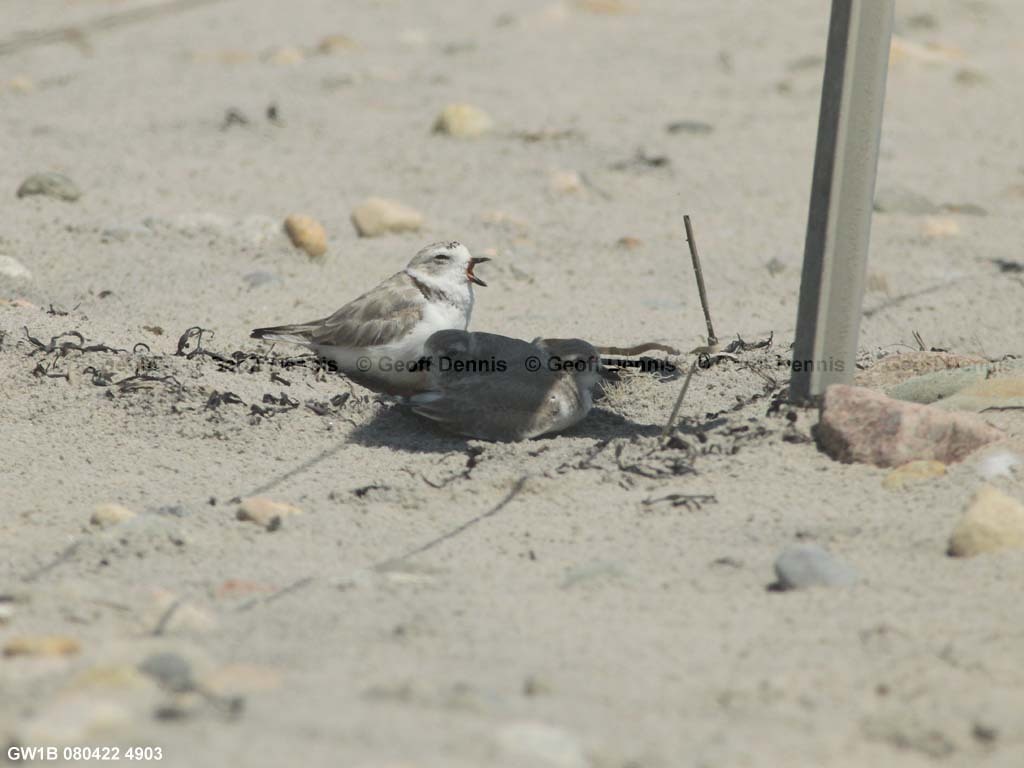 PIPL-15-BH_Piping-Plover