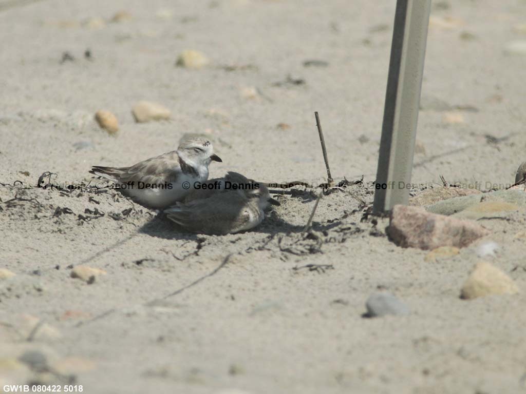 PIPL-15-BI_Piping-Plover