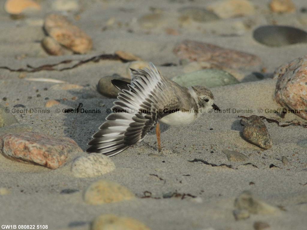 PIPL-15-BJ_Piping-Plover