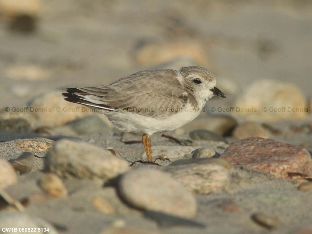 PIPL-15-BK_Piping-Plover
