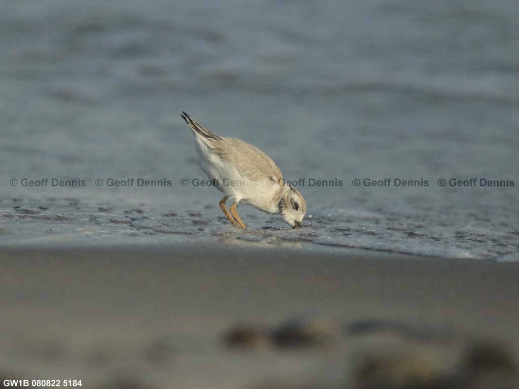 PIPL-15-BL_Piping-Plover