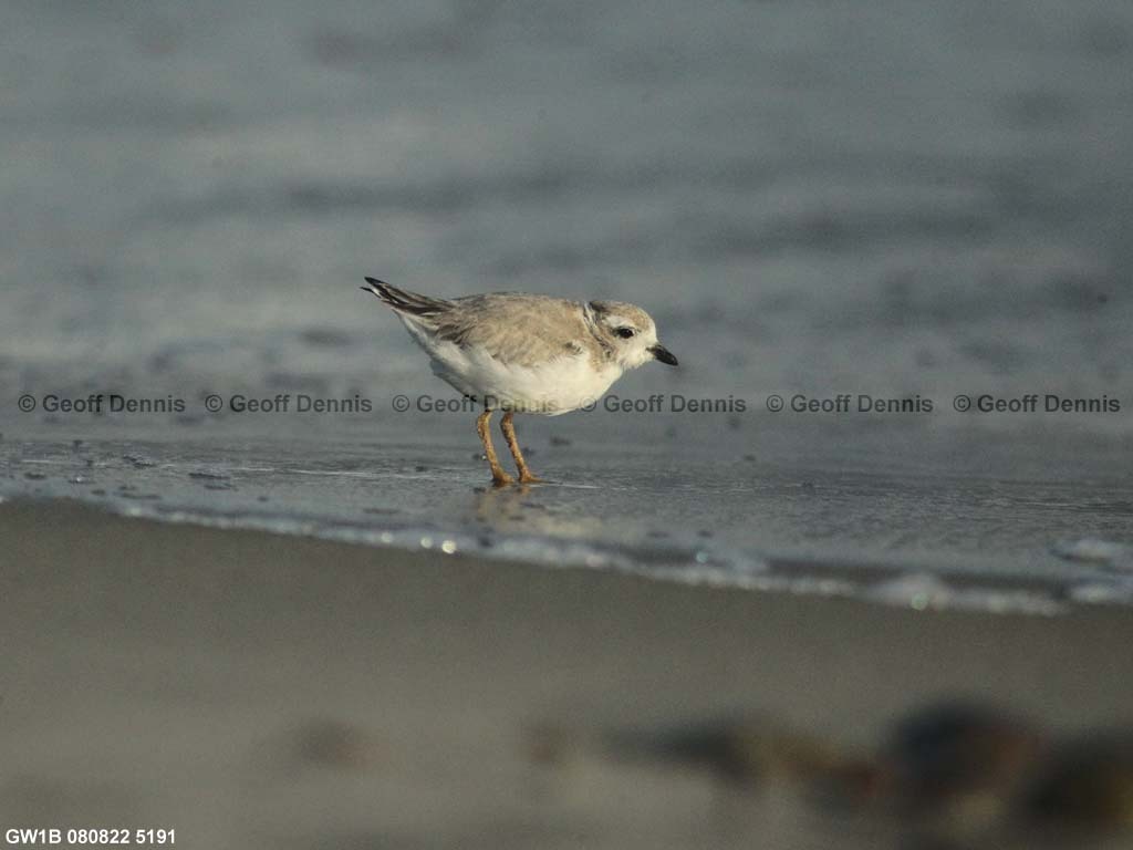 PIPL-15-BM_Piping-Plover