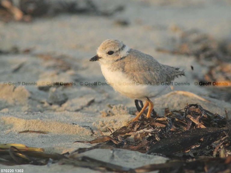 PIPL-15-BN_Piping-Plover