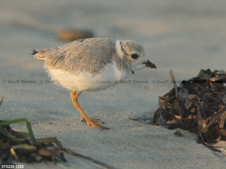 PIPL-15-BO_Piping-Plover