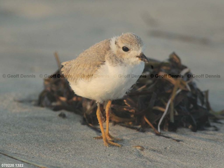 PIPL-15-BP_Piping-Plover