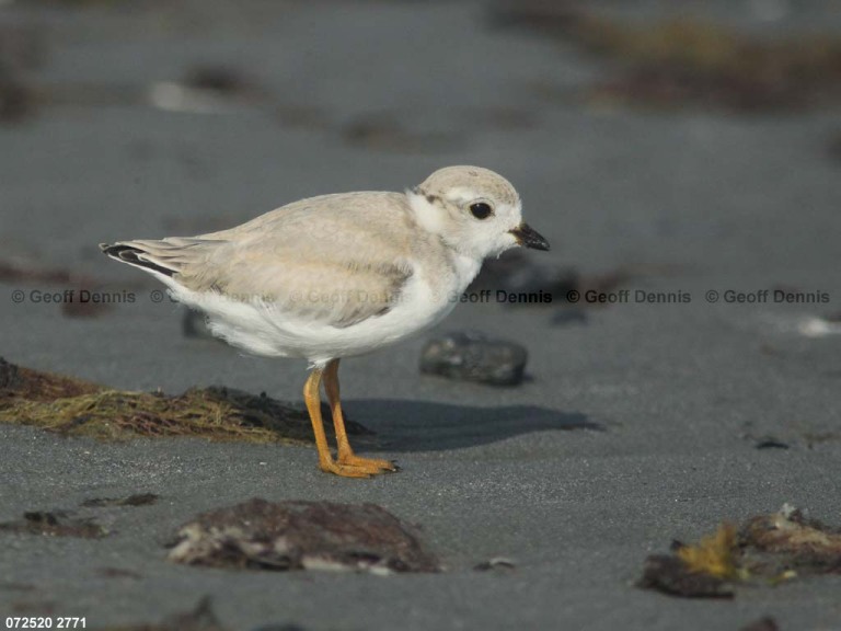 PIPL-15-BQ_Piping-Plover