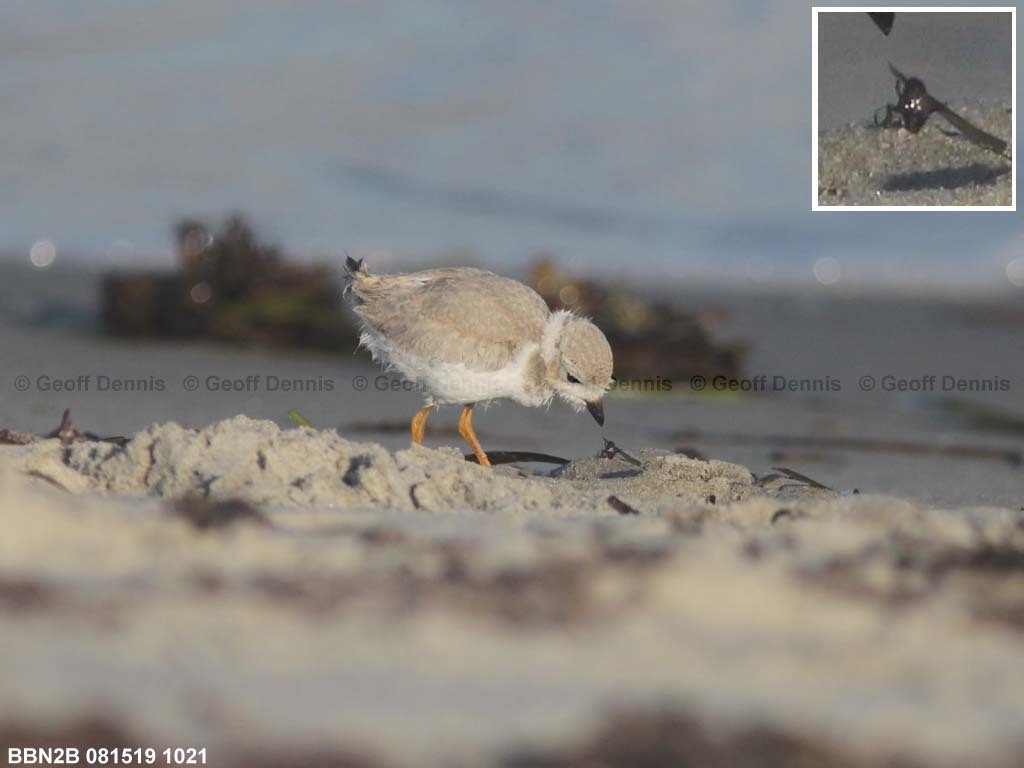 PIPL-20-AA_Piping-Plover