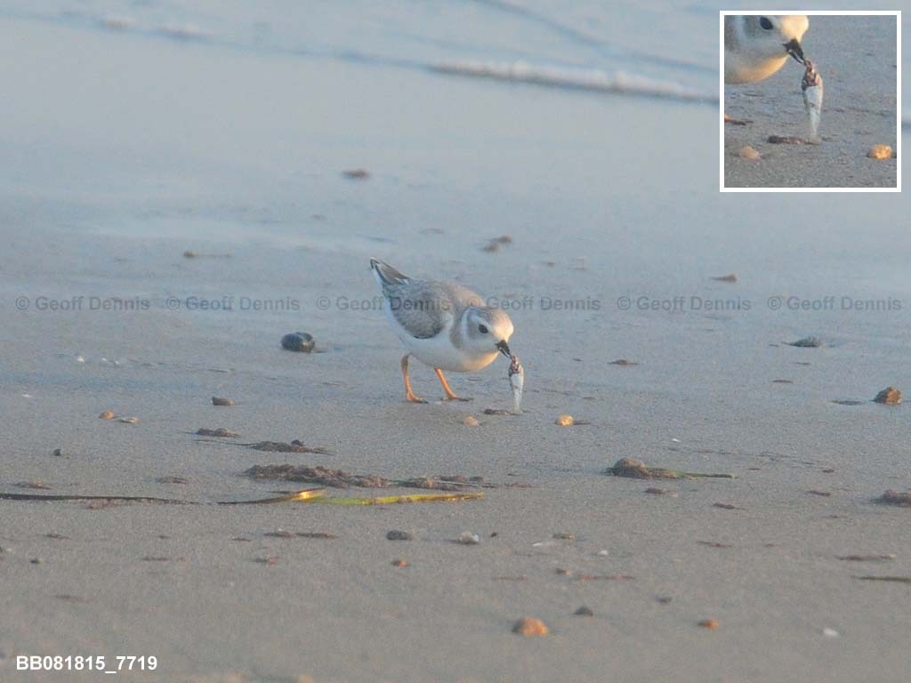 PIPL-20-AB_Piping-Plover