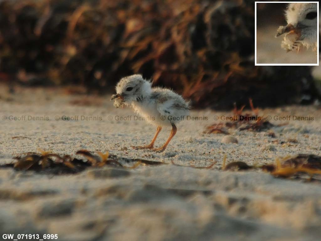 PIPL-20-AC_Piping-Plover
