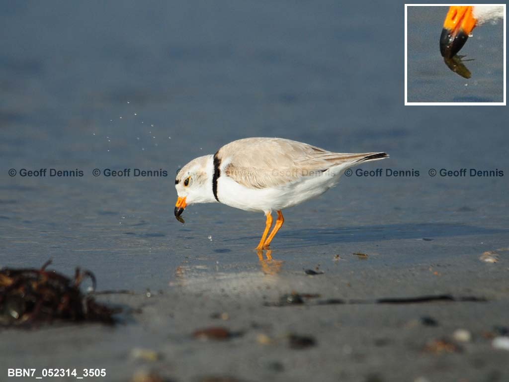 PIPL-20-AD_Piping-Plover