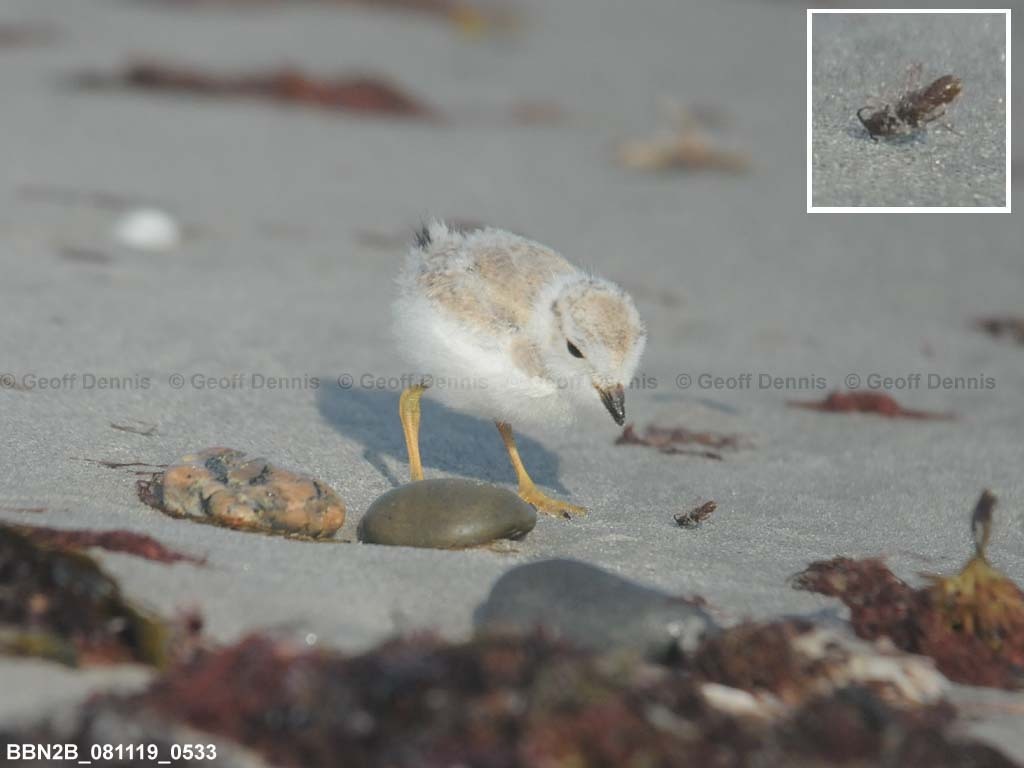 PIPL-20-AE_Piping-Plover