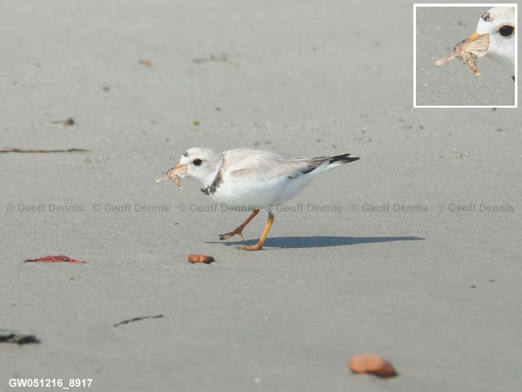 PIPL-20-AF_Piping-Plover