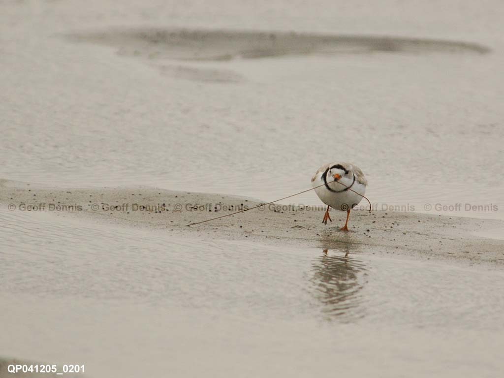 PIPL-20-AG_Piping-Plover