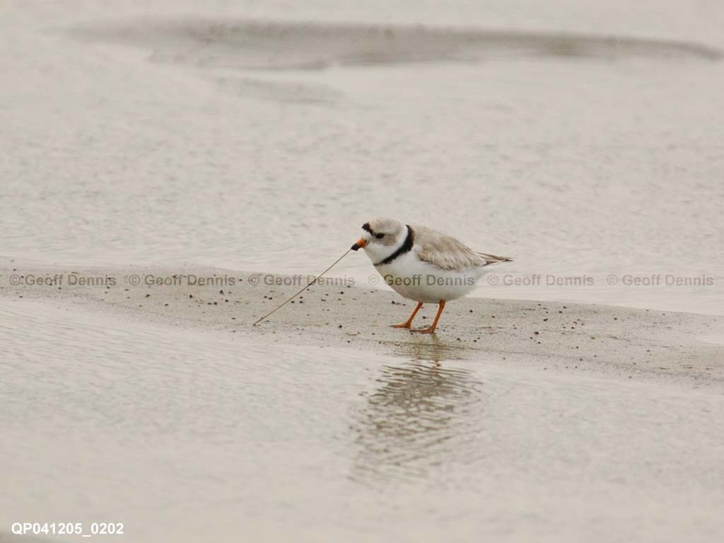 PIPL-20-AH_Piping-Plover