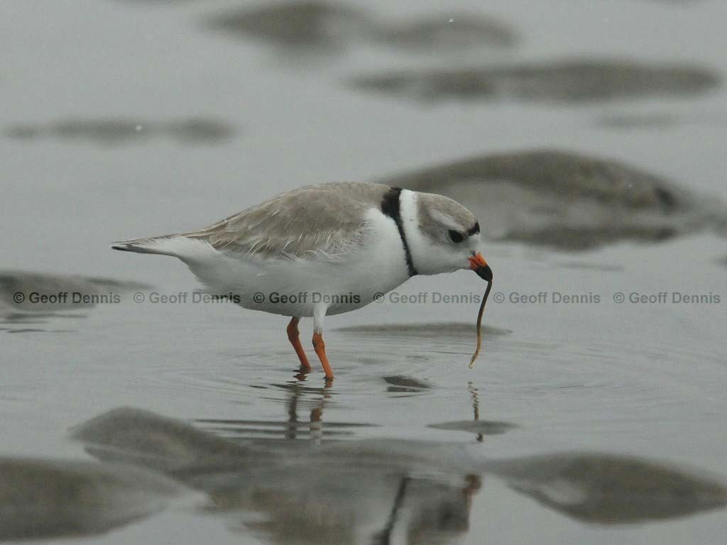 PIPL-20-AI_Piping-Plover