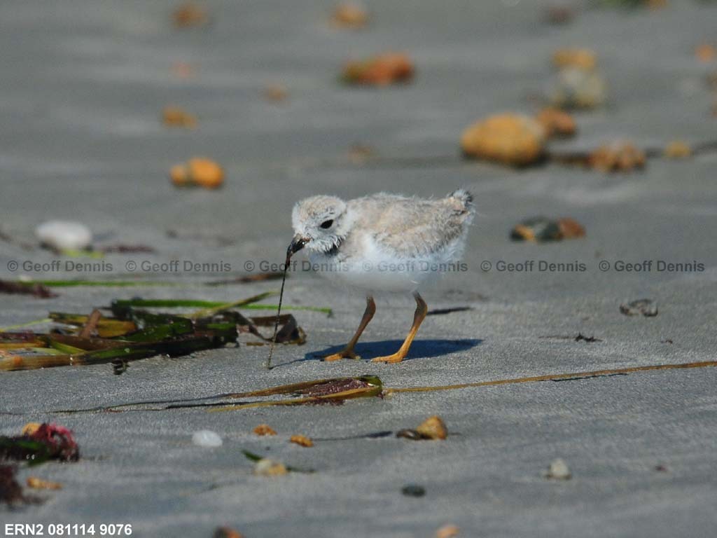 PIPL-20-AJ_Piping-Plover