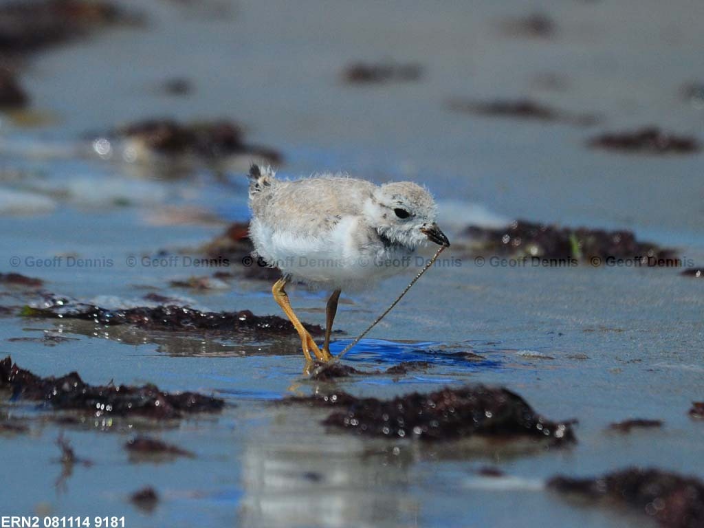 PIPL-20-AK_Piping-Plover