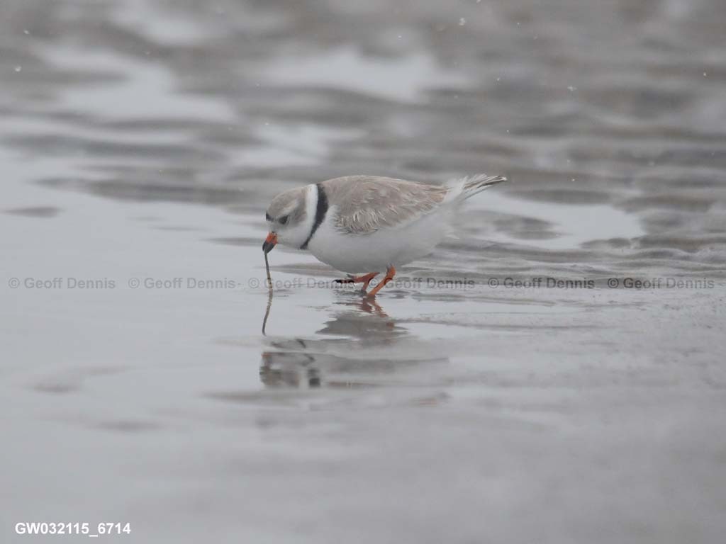 PIPL-20-AL_Piping-Plover