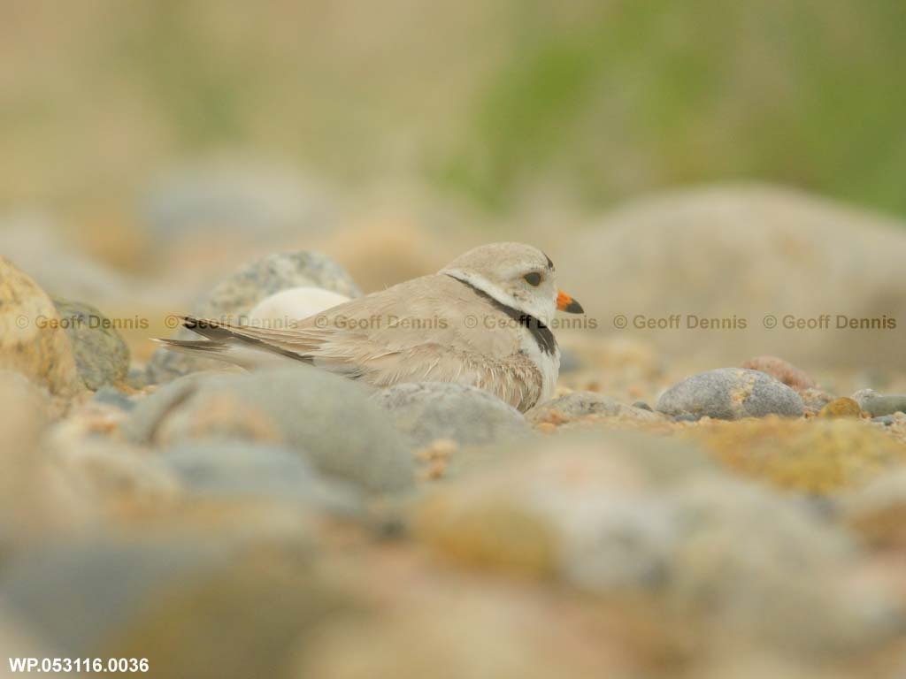PIPL-10-AA_Piping-Plover