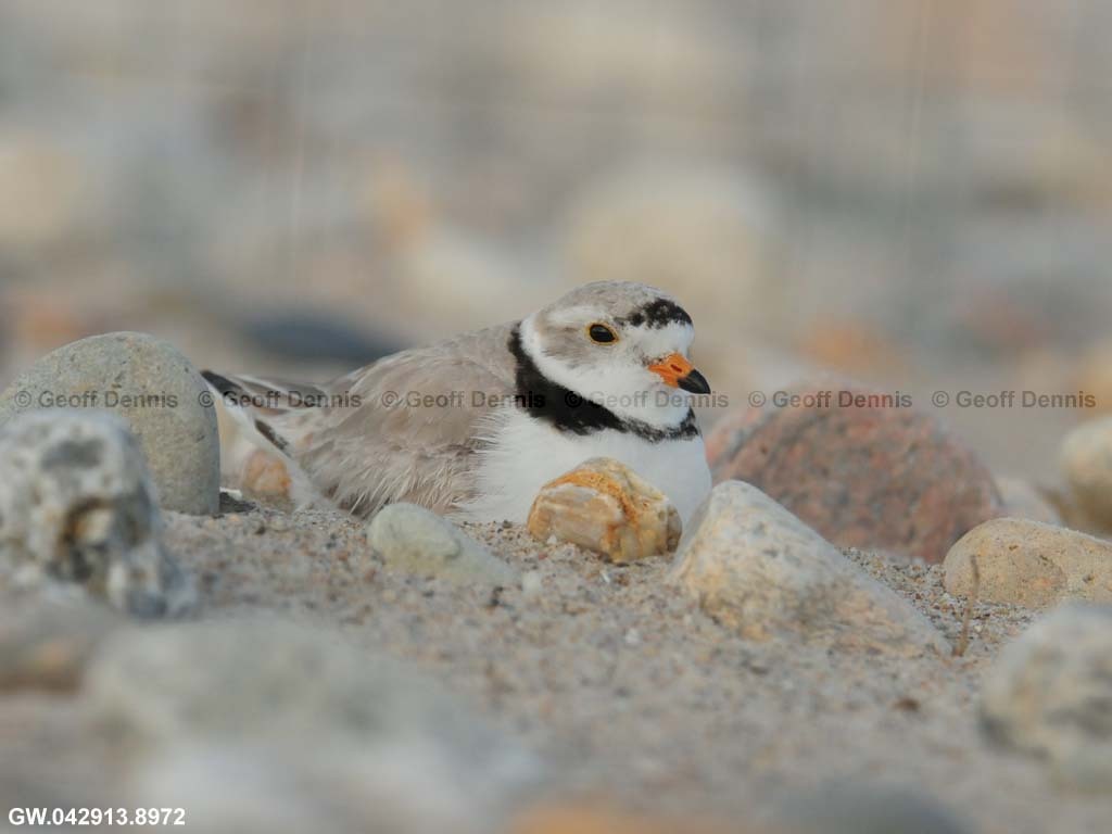 PIPL-10-AB_Piping-Plover