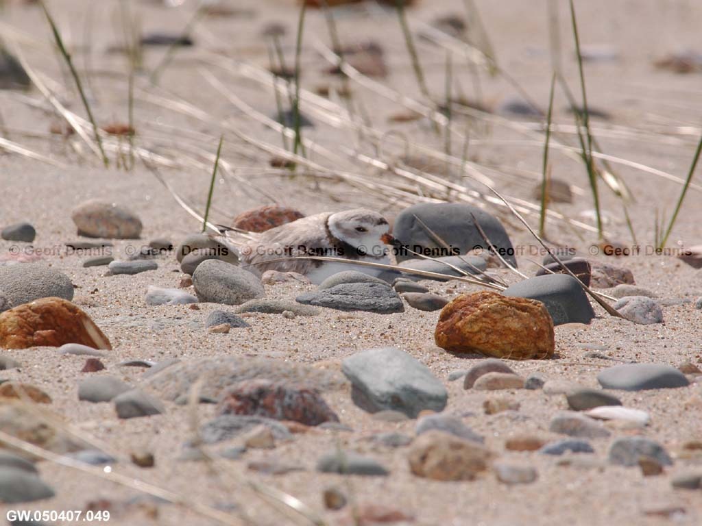PIPL-10-AC_Piping-Plover