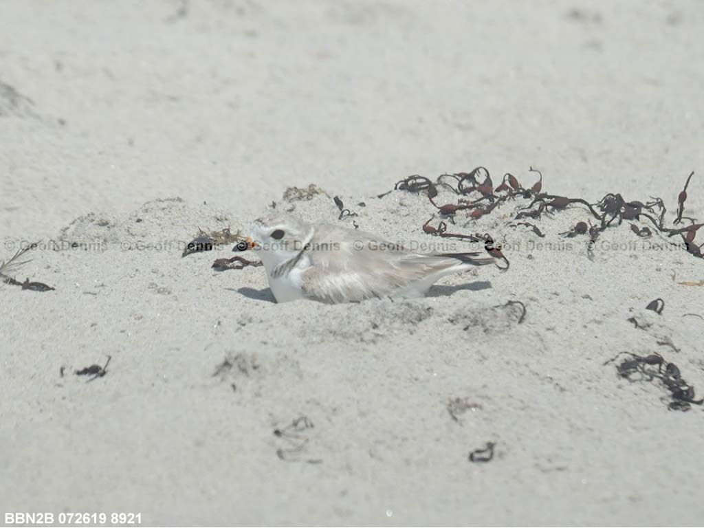 PIPL-10-AD_Piping-Plover