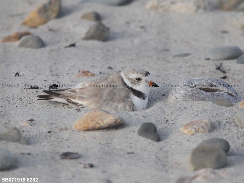 PIPL-10-AE-Piping-Plover