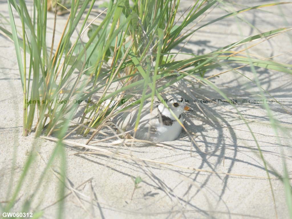 PIPL-10-AF-Piping-Plover