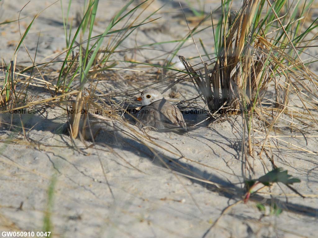 PIPL-10-AG-Piping-Plover