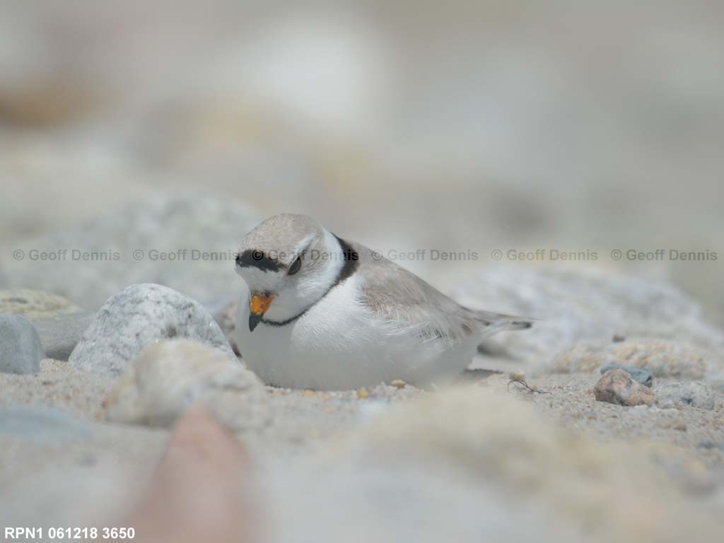 PIPL-10-AH-Piping-Plover