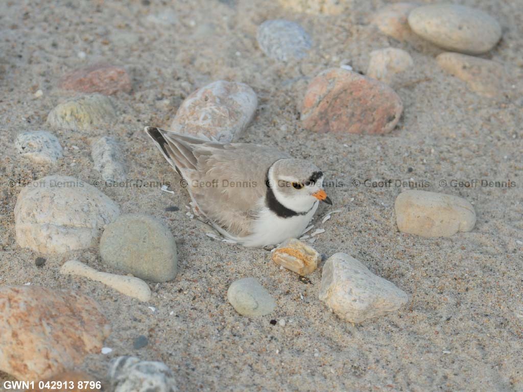 PIPL-10-AI-Piping-Plover