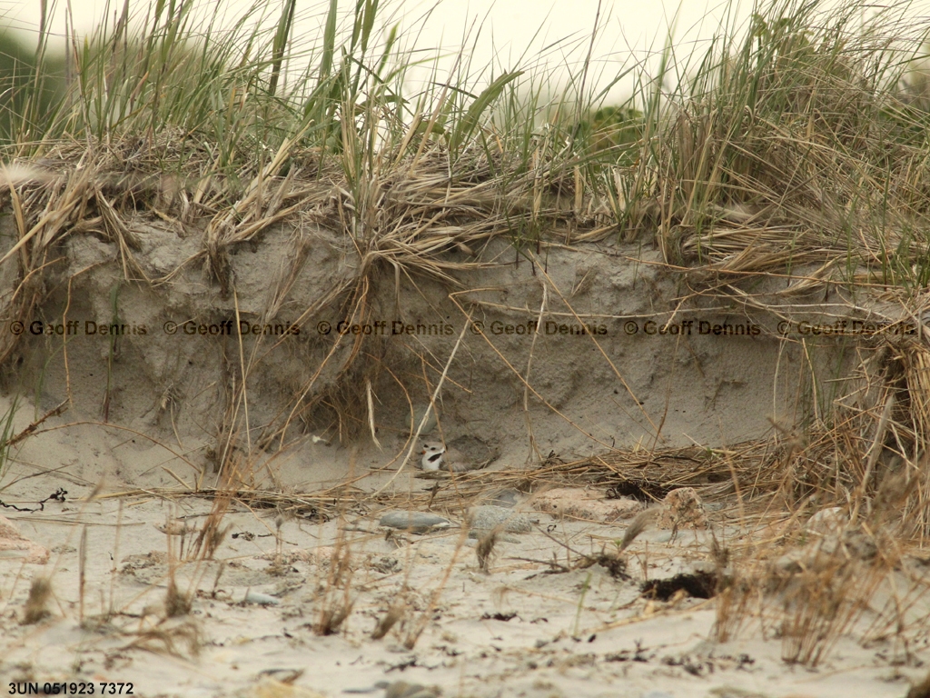 PIPL-10-AJ_Piping-Plover