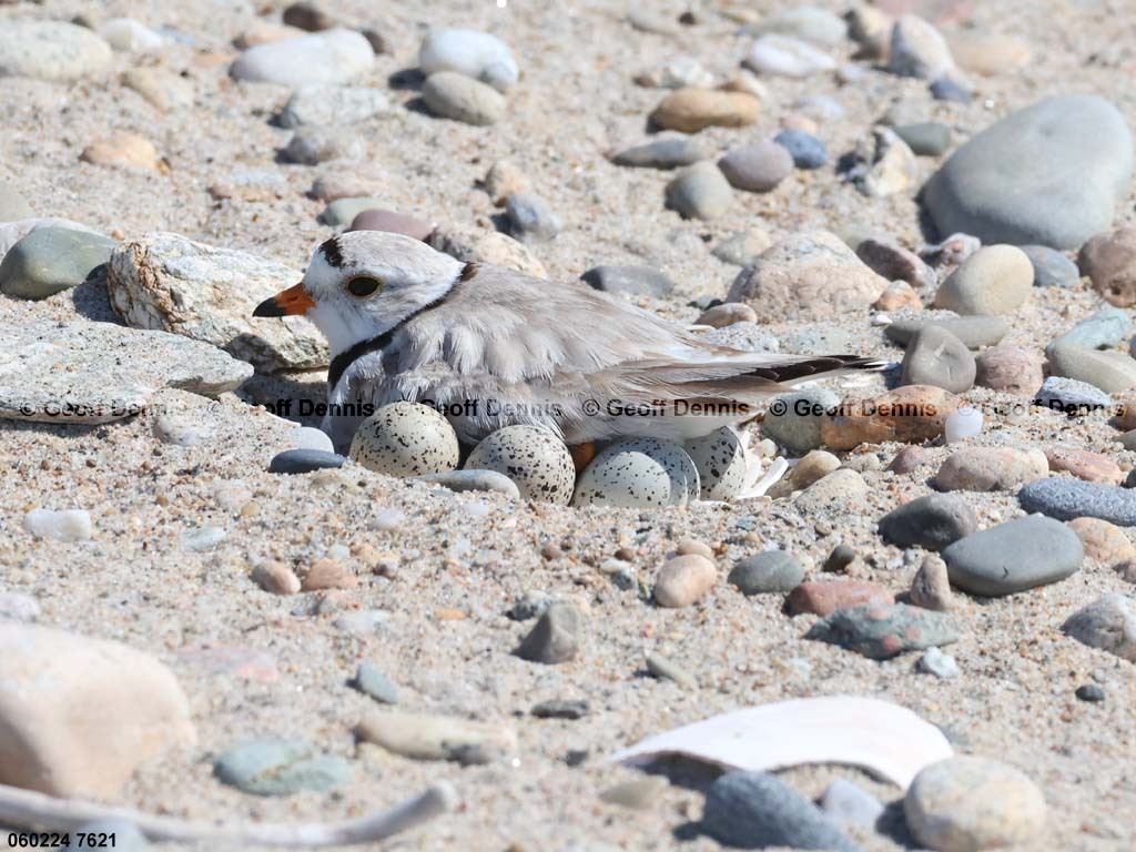 PIPL-10-AK-Piping-Plover