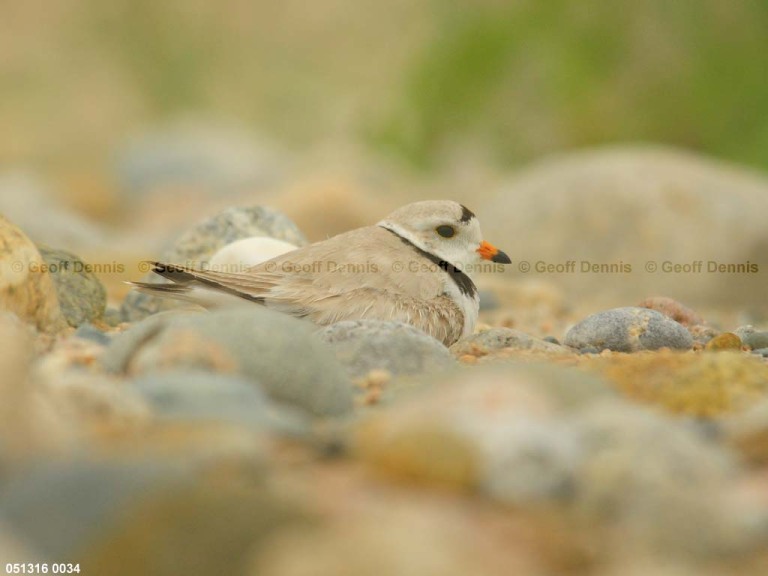 PIPL-10-AL_Piping-Plover